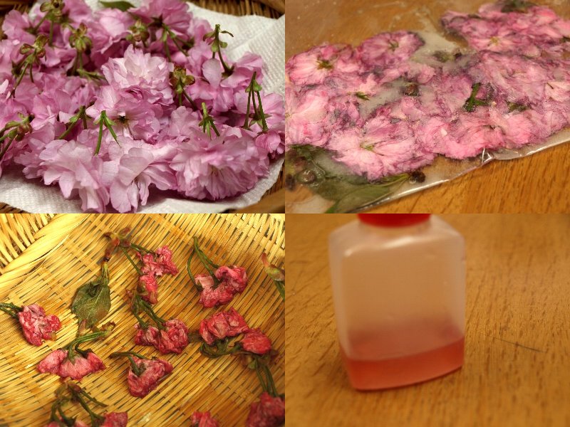 ☆ありがとう山菜レシピ・ウド・蕗・桜☆_c0092953_11554746.jpg