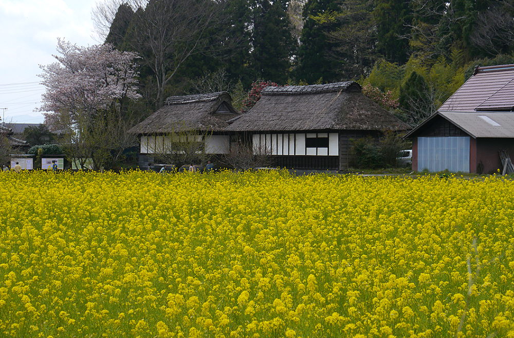 d0091754_24932.jpg