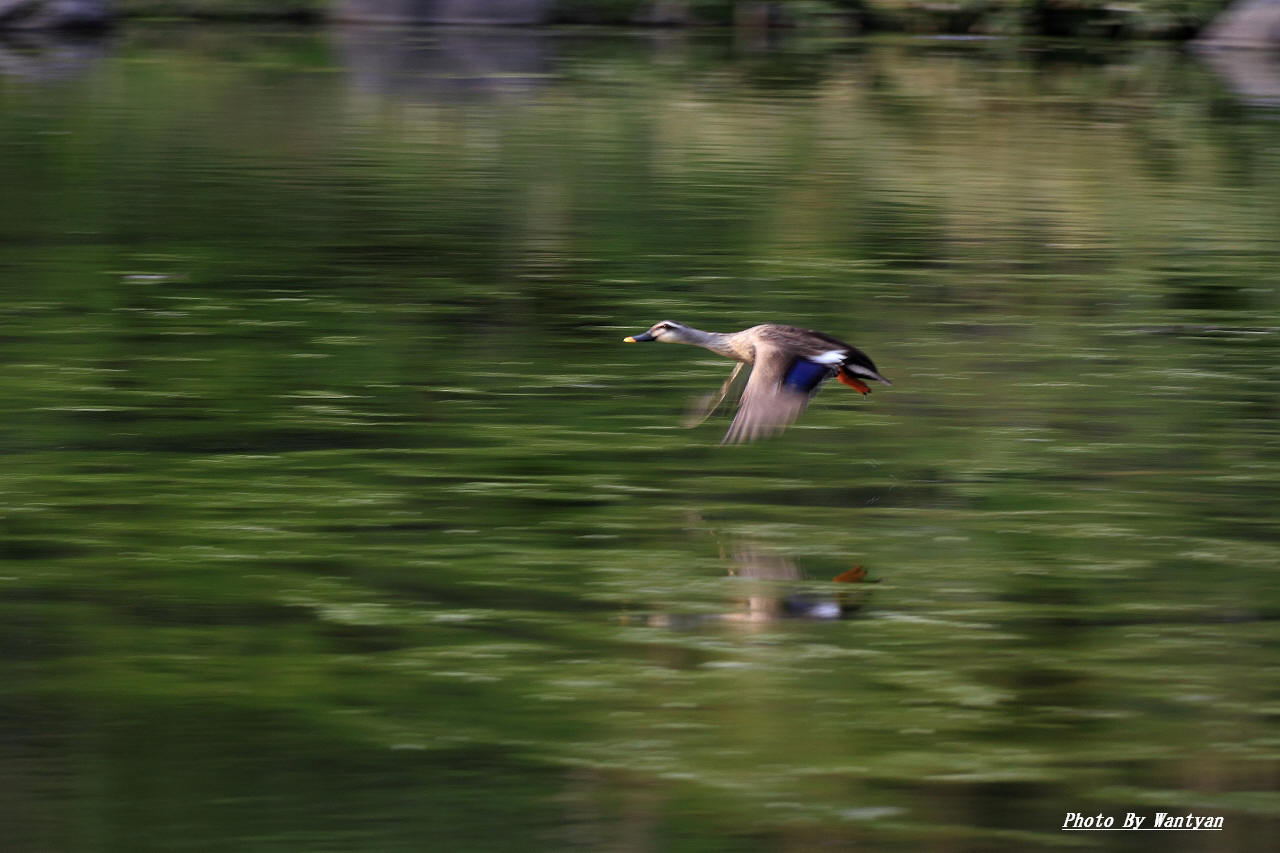 昭和記念公園　３　　　 2012－04－29　更新_e0229455_18235317.jpg