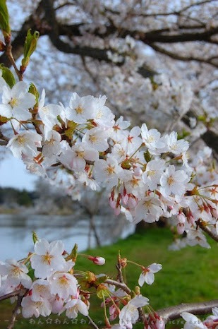 さくら♪2012　紫波町（しわちょう） 五郎沼　（＊＾＾＊）　_b0112758_19224899.jpg