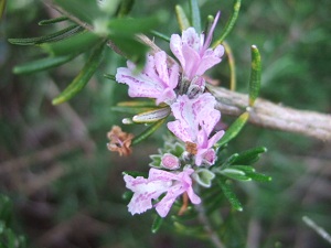 2012.4.30の庭　開花リスト_e0225164_81122.jpg