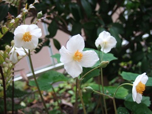 2012.4.30の庭　開花リスト_e0225164_85431.jpg