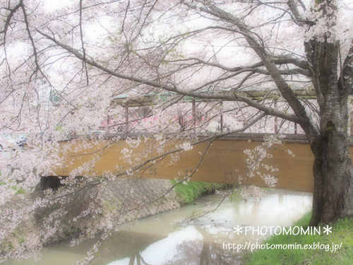 兵庫県丹波市黒井の桜_a0172271_13385447.jpg