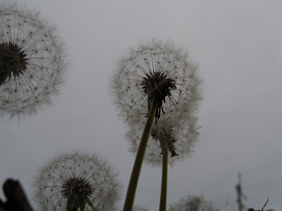 フォトの日_d0165772_2156733.jpg