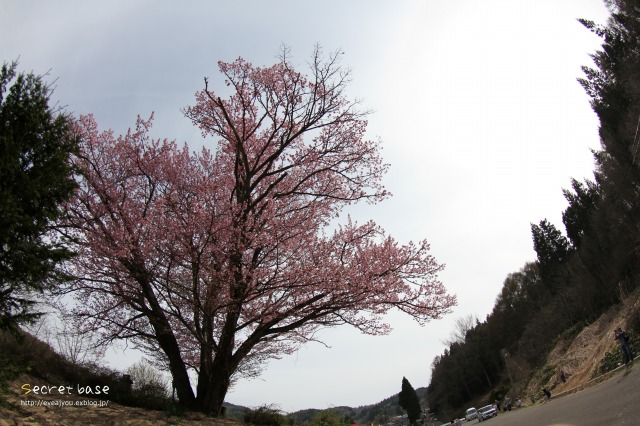 飯綱の桜_e0218375_20443832.jpg