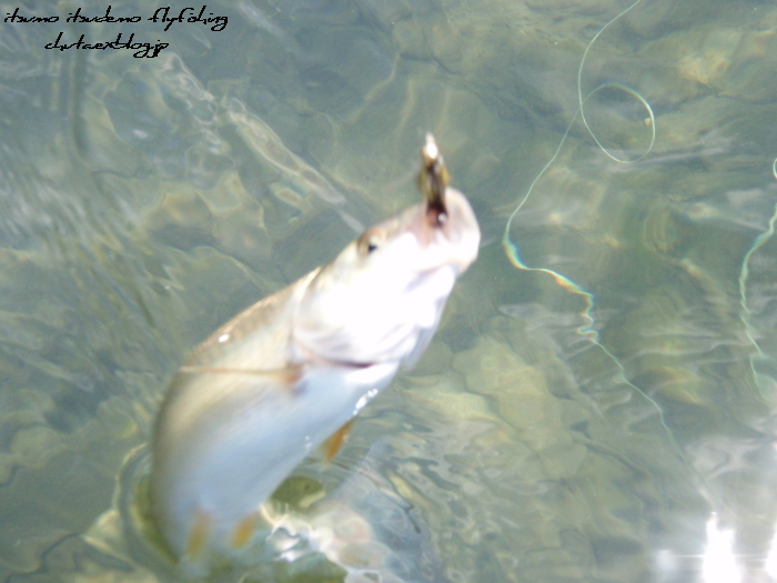 ２０１２年 芦ノ湖 ９　ちょっと暑すぎ!!_f0199881_21562380.jpg