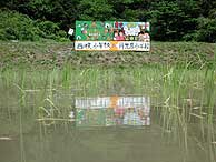 5月24日の田んぼ（月光原小・西根小）_d0247484_2149627.jpg