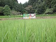 8月10日の田んぼ(月光原小・西根小)_d0247484_22301886.jpg