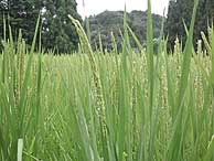 8月15日の田んぼ(月光原小・西根小)_d0247484_22351653.jpg