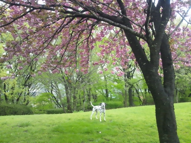 今年の桜Ⅲ_c0105786_0351956.jpg