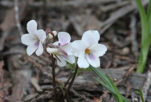 竜王山に春の花を求めて_d0160788_1916444.jpg