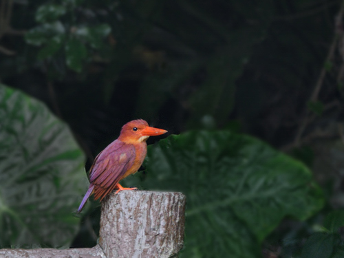 南西諸島の鳥たち（１）リュウキュウアカショウビン_a0204089_8582945.jpg