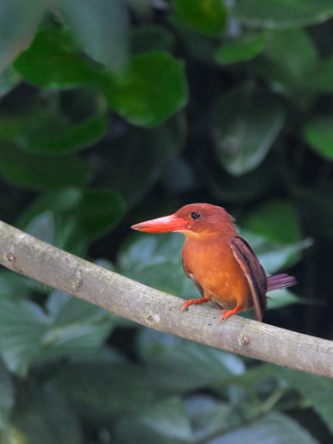 南西諸島の鳥たち（１）リュウキュウアカショウビン_a0204089_8583894.jpg