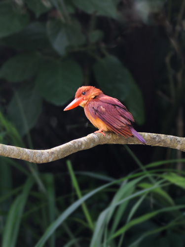 南西諸島の鳥たち（１）リュウキュウアカショウビン_a0204089_8584690.jpg