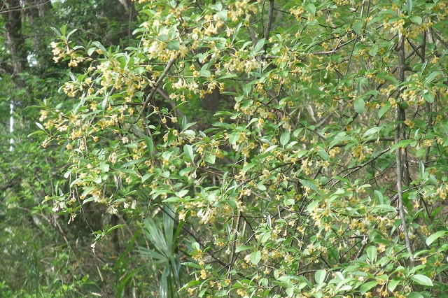 e0070891_21464562.jpg