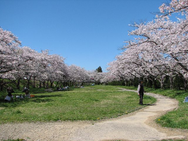 桜が咲いた_c0036792_212236.jpg