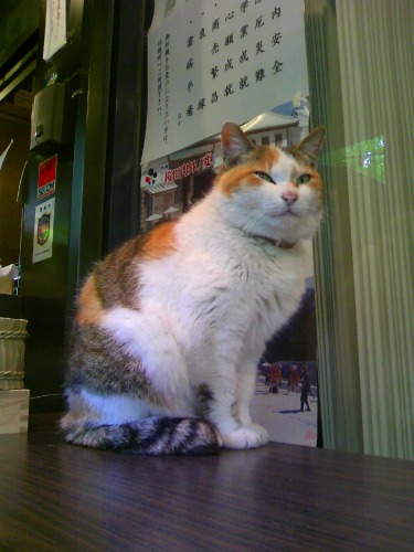 愛宕神社の猫 日日フォト