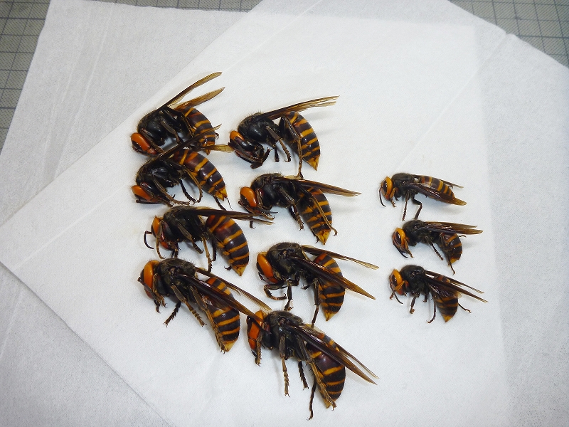 オオスズメバチとコガタスズメバチ : 虫央堂Ⅱ