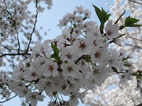 桜と素敵な便箋_a0265401_15532165.jpg