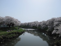 桜と素敵な便箋_a0265401_15555394.jpg
