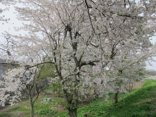 桜を求めて、春風を感じ、置賜自転車道をサイクリング！・・・２_c0075701_216337.jpg