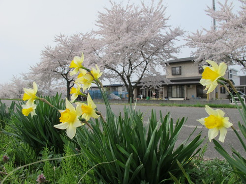 桜を求めて、春風を感じ、置賜自転車道をサイクリング！・・・１１_c0075701_22354045.jpg