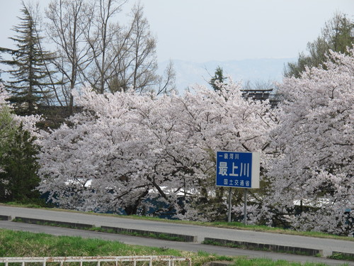 桜を求めて、春風を感じ、置賜自転車道をサイクリング！・・・８_c0075701_2251481.jpg