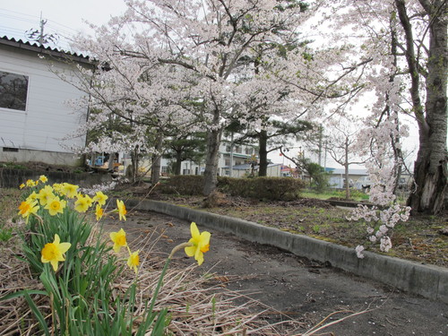 桜を求めて、春風を感じ、置賜自転車道をサイクリング！・・・１５_c0075701_23212476.jpg