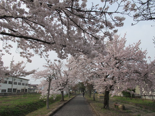 桜を求めて、春風を感じ、置賜自転車道をサイクリング！・・・１５_c0075701_2321267.jpg