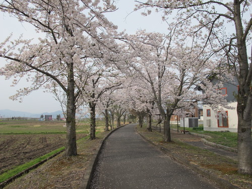 桜を求めて、春風を感じ、置賜自転車道をサイクリング！・・・１７_c0075701_2338164.jpg