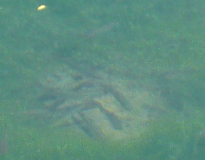 c0024502_19572264.jpg
