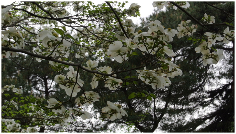 桜が散って咲く花・・・ハナミズキ_d0248502_168219.jpg