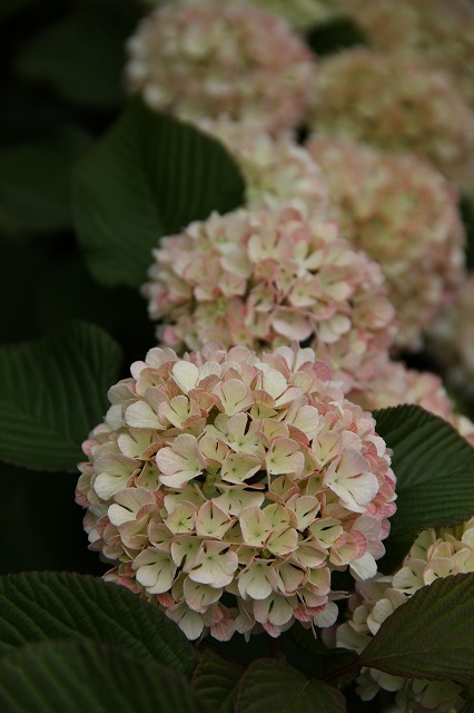 a0123003_23203590.jpg