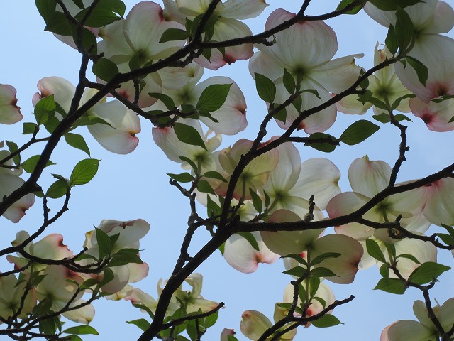 a0123003_23364143.jpg