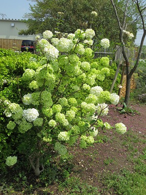 a0123003_7101737.jpg