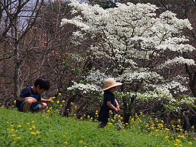 頭痛肩こり昭和記念公園_c0156908_0441921.jpg