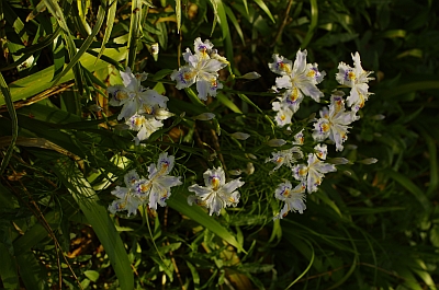 頭痛肩こり昭和記念公園_c0156908_0485734.jpg