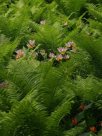 c0156908_110972.jpg