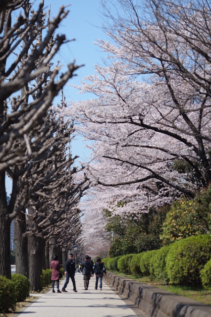 花見⇒新幹線_c0211309_22553354.jpg