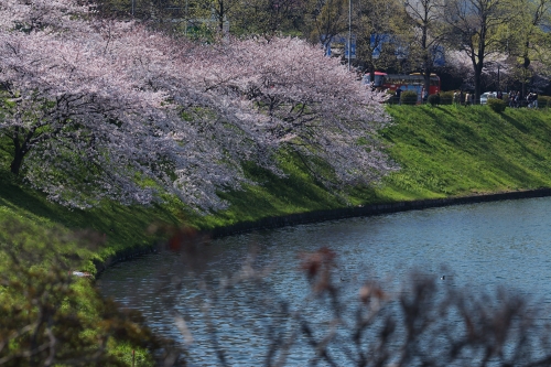 花見⇒新幹線_c0211309_22571959.jpg