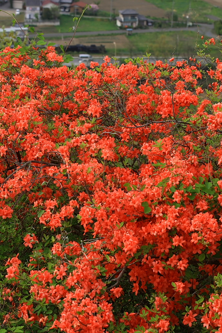 山つつじ - 2012年春・秩父 - _b0190710_22434969.jpg