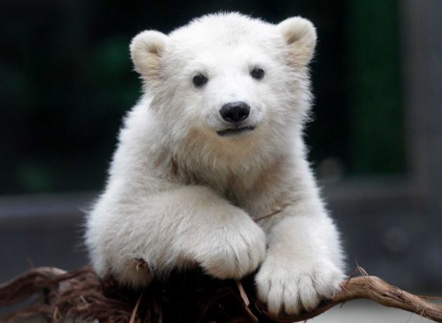 ドイツ・ヴッパータール動物園の赤ちゃん、アノーリが水に親しみ始める_a0151913_20513264.jpg