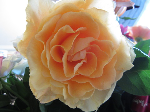 d0070113_0301140.jpg