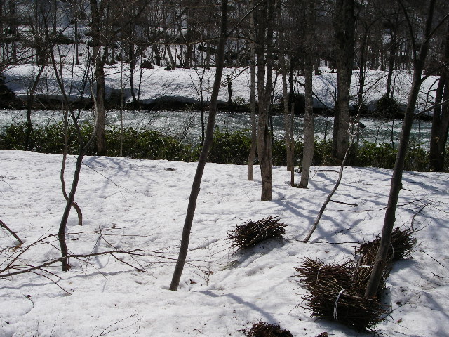 雪解けが進んでいます_e0260013_173609.jpg