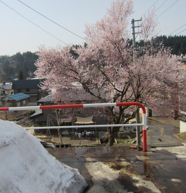 桜の木の下で・・・・_f0067514_13262941.jpg
