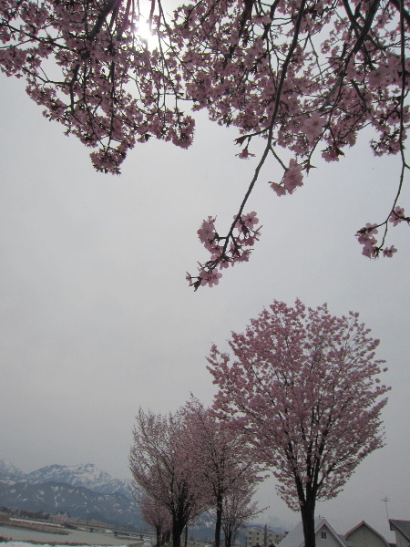 桜の木の下で・・・・_f0067514_13283543.jpg