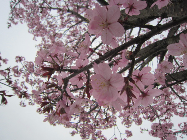 桜の木の下で・・・・_f0067514_132923.jpg