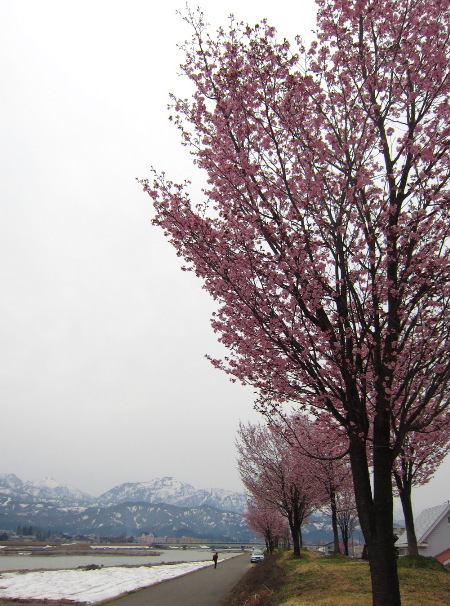 桜の木の下で・・・・_f0067514_1329404.jpg