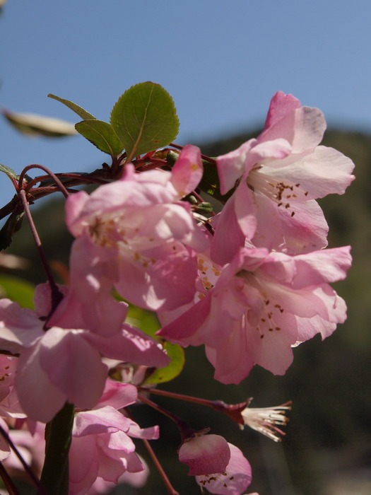 花海棠（はなかいどう）_c0116915_1133852.jpg