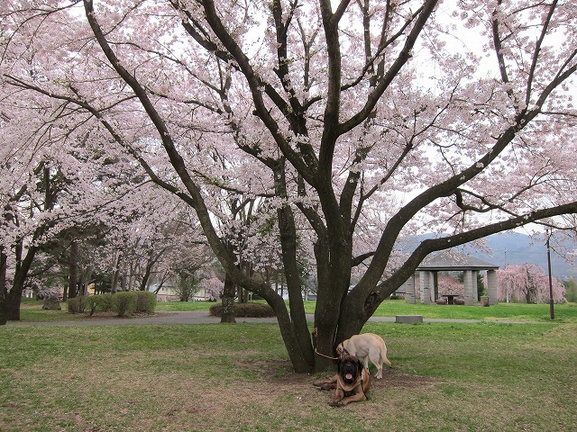 e0192217_12325019.jpg